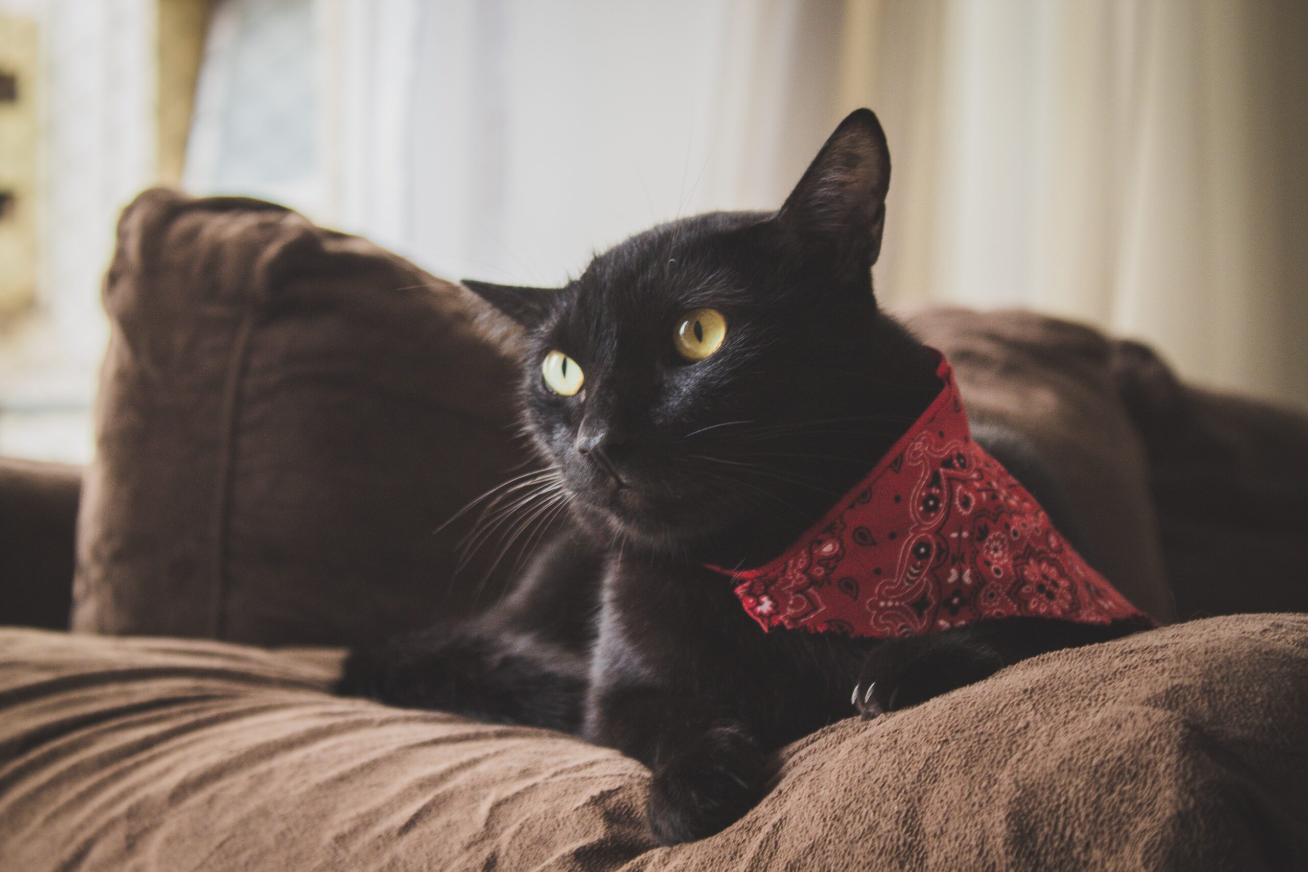 Amigo Pet: entenda a origem do preconceito contra gatos pretos e a importância da adoção desses felinos