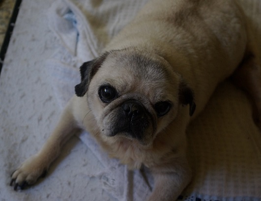 Felicidade tem nome: Lola