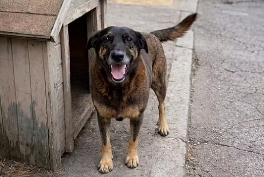 Violência contra animais